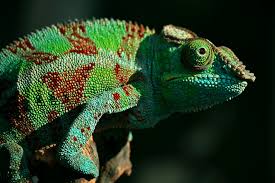 This ability of chameleons made it one of the most interesting reptiles in the world. Shifting Crystals Change Chameleons Color Biological Strategy Asknature