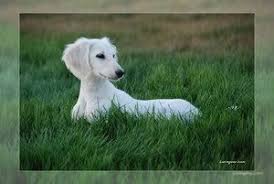 Size of home small house. White Dachshund Dachshund Dog Dachshund Love Funny Dachshund