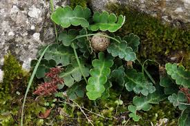 Müller, 1774)) gattung rossmaessleria p. Asplenium Ceterach