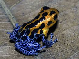 Pin By Megan Hardig On Frogs Frog Amphibians Poison Frog