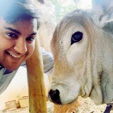 Cow urine has become a booming business in India and this is how!