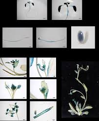 รายงานวิจัยฉบับสมบูรณ์ โครงการ การวิเคราะห์ห