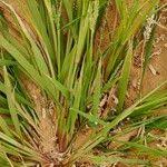 Image result for Eragrostis japonica