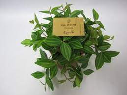 de peperomia staat niet graag in de volle zon maar wilt wel veel licht tocht vermijden potgrond licht vochtig houden en bij het g tuincentrum planten potgrond