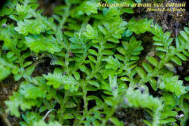 Image result for Selaginella afrorum
