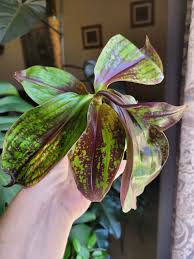 Image result for Palisota