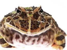 We did not find results for: Meet The Pacman Frog Animal Scene Magazine