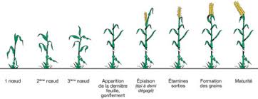 Comment calculer la période de fécondité de la femme? Echelle Bbch Cereales Stade Cultures Syngenta