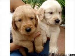 Awesome Golden Retriever Puppies Available For Adoption Animals Grand Isle Vermont Announcement 50004