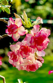 Image result for Hermbstaedtia fleckii