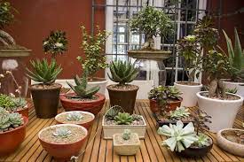 ¿te gustan las plantas ornamentales? Ideas Y Consejos Para Decorar Exteriores Con Plantas Y Flores Jardineria On