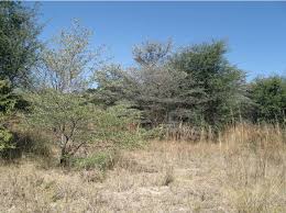 Image result for Baphia massaiensis