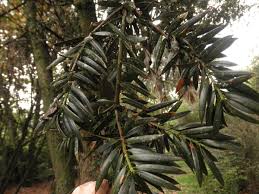 Image result for Podocarpaceae