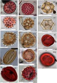 Image result for Dicoma galpinii