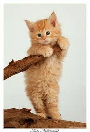 Para El Album Familiar Cats Cute Baby Cats Kittens Cutest