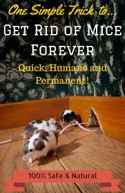 This will produce gas inside their stomachs when they eat it and cause them to die. Here Are The Ultimate Instructions On How To Get Rid Of Mice I Ll Show You How To Use A Natural Mouse R Getting Rid Of Mice Mice Repellent Getting Rid Of