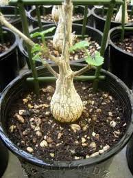 Image result for Corallocarpus bainesii