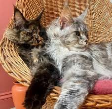 These kitty cats have all the. Maine Coon Cat Breeders In Texas Kittens Cats For Sale Upgrade Your Cat