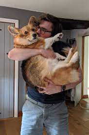 Human Stop This R Corgi