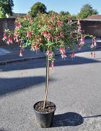 How To Grow A Fuchsia Standard Fuchsia Garden Fuchsia Flowers Fuchsia Plant