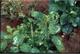 What are the differences between pests and diseases in plant? Common Diseases Of Snap And Lima Beans Alabama Cooperative Extension System