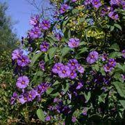 La weigelia florida proviene dalla cina e appartiene alle caprifoliacee, una pianta meravigliosa, con una folta chioma composta da fiori viola che creano un bellissimo contrasto con le foglie color. Piante Da Giardino A Fiore Viola