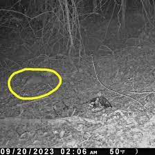 Tennessee trail cam reveals migrant invader in Hamilton County