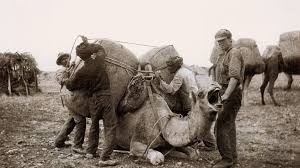 Is there any way of getting a better camel than the one you get from the sand grain. How The Cameleers And Aboriginal Culture Connected In Australia