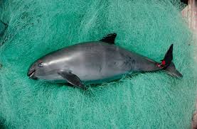 There are 197 vaquita marina for sale on etsy, and they cost $17.48 on average. Lopez Obrador Tiene En Sus Manos El Futuro De La Vaquita Marina The New York Times