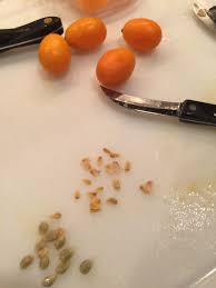Kumquat Seeds Removal Kumquat Seeds Kumquat Growing