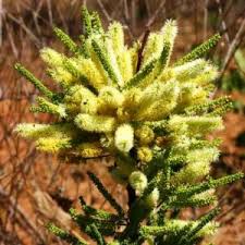 Image result for Elephantorrhiza suffruticosa