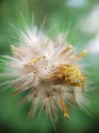 Ok guys, kali ini saya ingin berbagi pengalaman saya tentang menanam bunga zinnia / matahari liar. Gugurnya Bunga Matahari Liar Steemkr