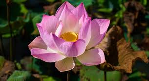 Lotus Flower Meaning Symbolism And Colors