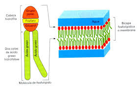 Resultado de imagen para fosfolipido