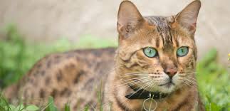 In fact, the bengal cat has very short hair, especially compared to other breeds of cat that are also considered. Bengal Cat Cat Breed Information Characteristics And Facts