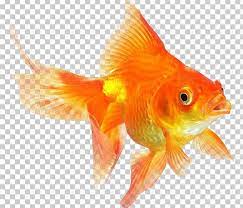 Ryukin Comet Red Cap Oranda Common Goldfish Desktop Png Common Goldfish Goldfish Fish