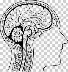 Sistema nervioso para colorear sistema nervioso. El Cerebro Humano Libro Para Colorear Dibujo Cerebro Cara Mano Gente Png Klipartz