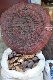 Image result for Ganoderma lucidum