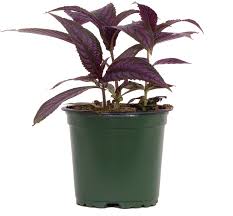Image result for Strobilanthes