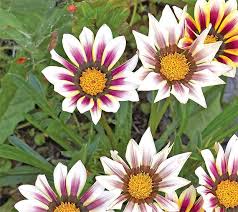 Image result for foto Gazánie