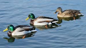 In summer, look for them leading ducklings from eddy to eddy along streams or standing on a flat rock in the middle. The Secret Sex Lives Of Ducks Salon Com