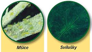 Image result for puklice na pokojových rostlinách obrázek