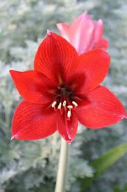 Image result for Hippeastrum