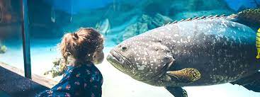 What Makes Fish Grow Faster Top 5 Reasons Why