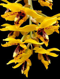 Image result for Microcoelia koehleri