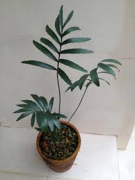 Image result for Encephalartos turneri