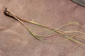 Image result for Xyris obscura