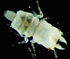 Image result for Gnidia inconspicua