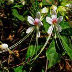 Image result for Clerodendrum umbellatum