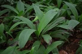 Image result for Curculigo